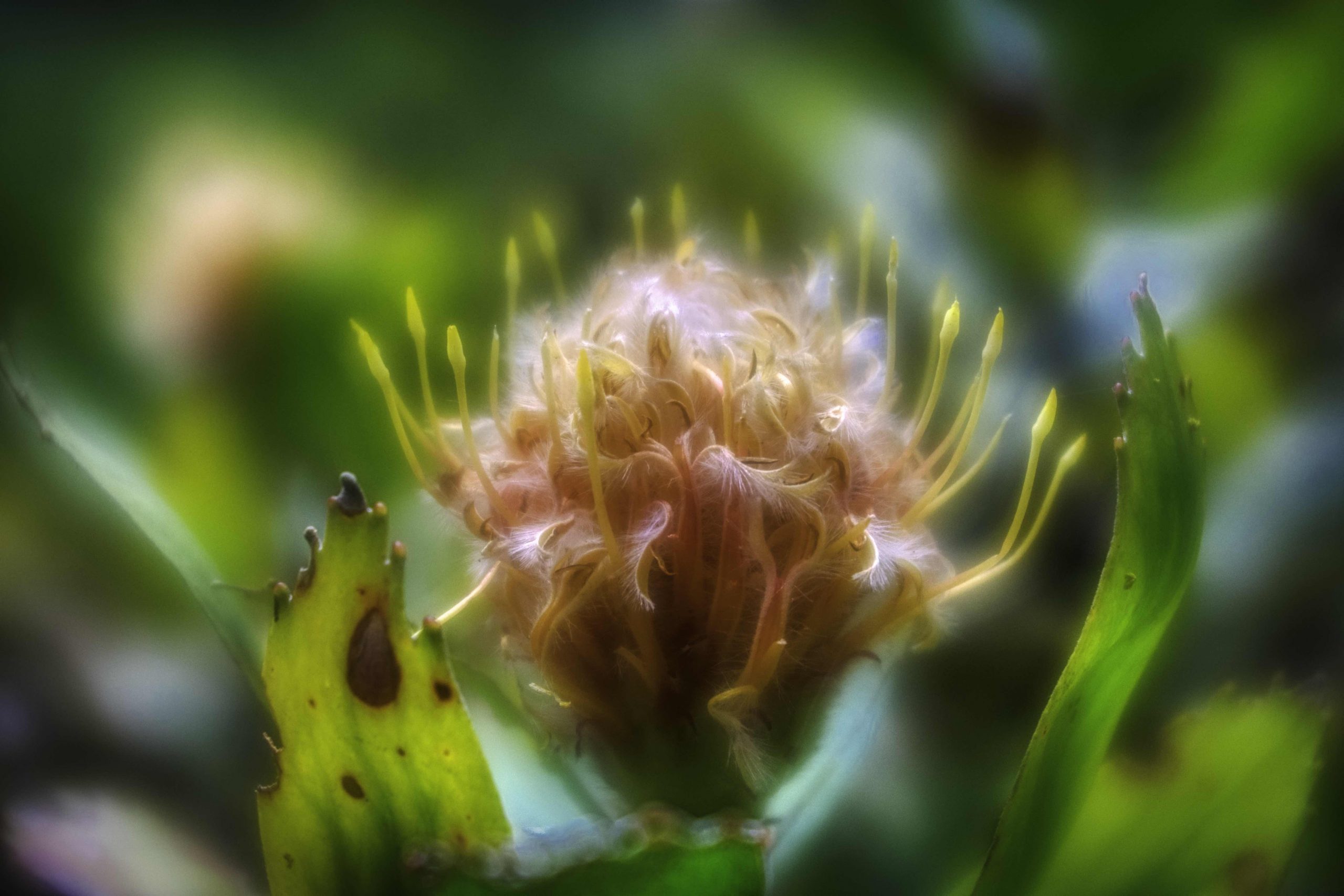 The Second Death of Priscilla